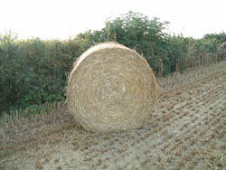 Straw Bale