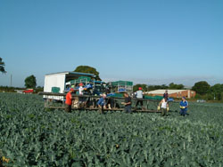 Harvesting Broccoli