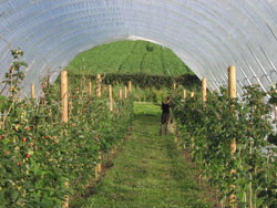 Raspberry Tunnel